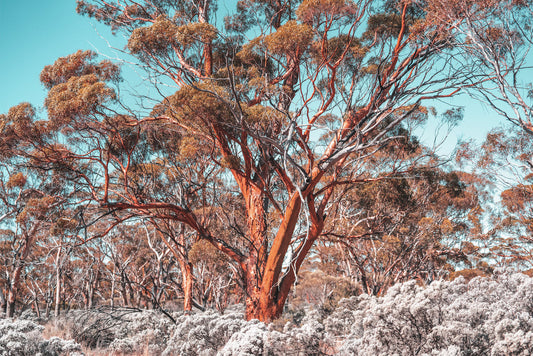 Why we choose reclaimed timber for furniture?