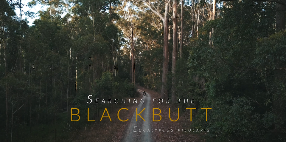 Reclaimed timber once started in a forest. Follow the search for Australia's largest blackbutt tree.